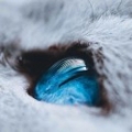 超威藍貓ζ