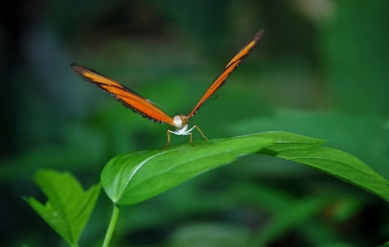 1-dryas-julia-julia-longwin-butterfly-insect-orange-1