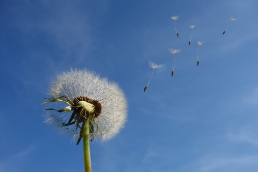 close-up-of-dandelion-in-blue-sky