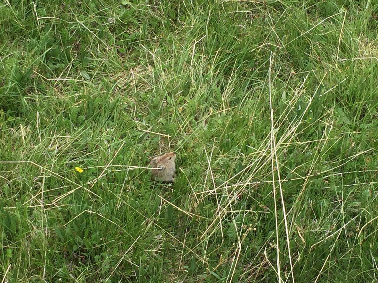 mmexport1499296267525